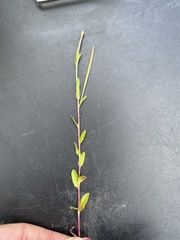 Epilobium billardiereanum