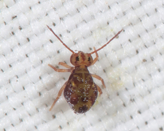 Dicyrtomidae