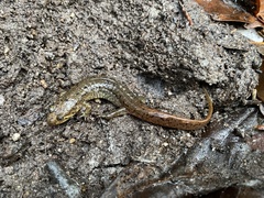 Desmognathus conanti