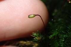 Echinodiopsis hispida