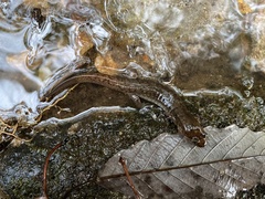 Desmognathus conanti