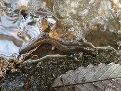 Desmognathus conanti