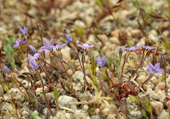 Polemoniaceae