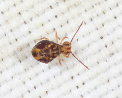 Dicyrtomidae