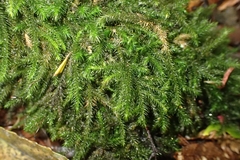 Echinodiopsis hispida