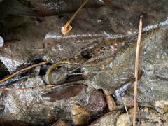Desmognathus conanti