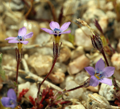 Polemoniaceae