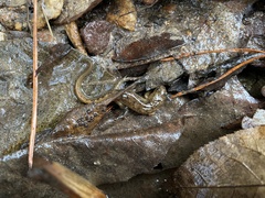 Desmognathus conanti