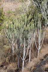 Euphorbia candelabrum