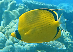 Chaetodon semeion