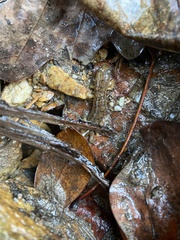 Desmognathus conanti