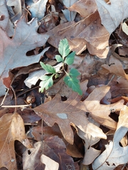 Sceptridium biternatum