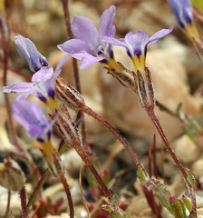 Polemoniaceae