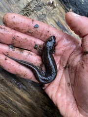 Desmognathus conanti