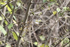 Camaroptera brachyura