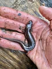 Desmognathus conanti