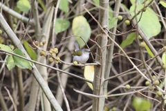 Camaroptera brachyura