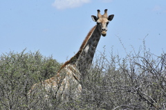 Giraffa camelopardalis angolensis