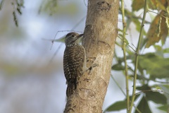 Chloropicus fuscescens