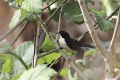 Laniarius sublacteus