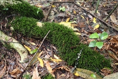 Echinodiopsis hispida