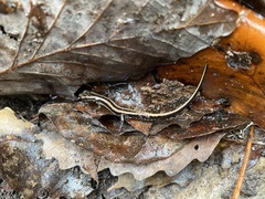 Eurycea guttolineata