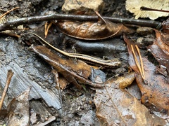 Eurycea guttolineata