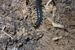 Cormocephalus rubriceps