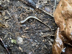 Eurycea guttolineata