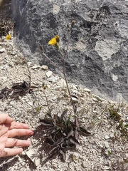 Hieracium lepidulum