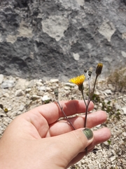 Hieracium lepidulum