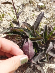 Hieracium lepidulum