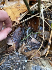 Desmognathus conanti