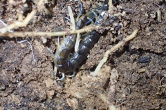 Cormocephalus rubriceps