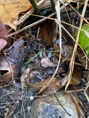 Desmognathus conanti