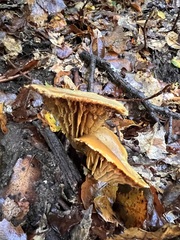 Omphalotus olivascens