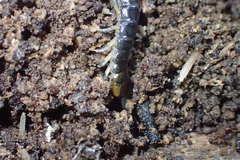 Cormocephalus rubriceps