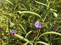 Solanum simile
