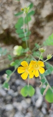 Biophytum sensitivum