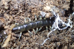 Cormocephalus rubriceps