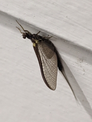 Ichthybotus hudsoni