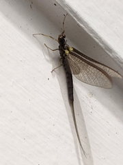 Ichthybotus hudsoni