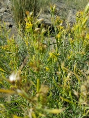 Ericameria parryi