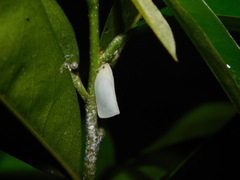 Sanurus
