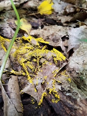 Physarum polycephalum