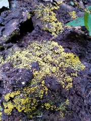 Physarum polycephalum