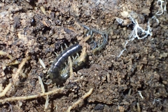 Cormocephalus rubriceps