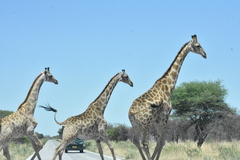 Giraffa camelopardalis angolensis