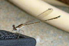 Nehalennia pallidula