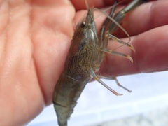 Macrobrachium japonicum